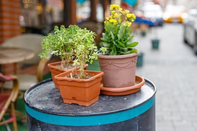 Urban landscape design on the street of small mediterranean town