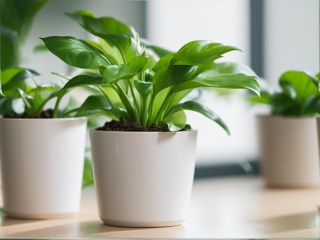 Urban Oasis Apartment Gardening with Houseplants