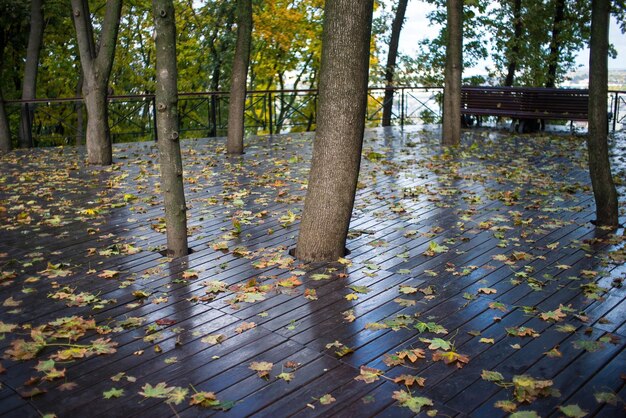 In the urban park autumn paints a picture of leaves gracefully descending onto benches the ground