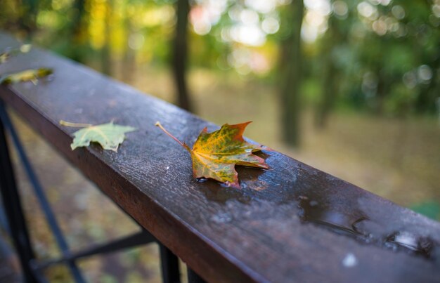 In the urban park autumn paints a picture of leaves gracefully descending onto benches the ground