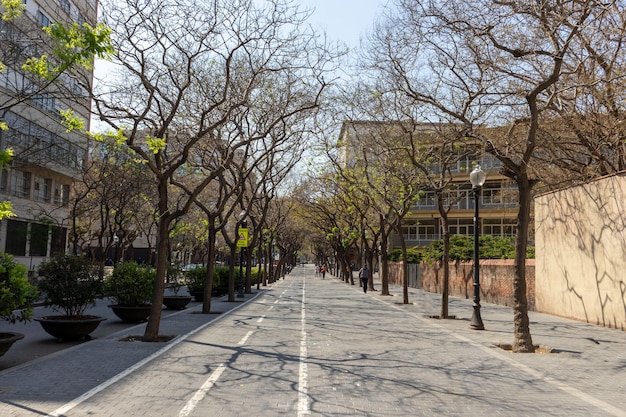 Urban pedestrian street with bike lane and trees on both sides on a sunny day in europe