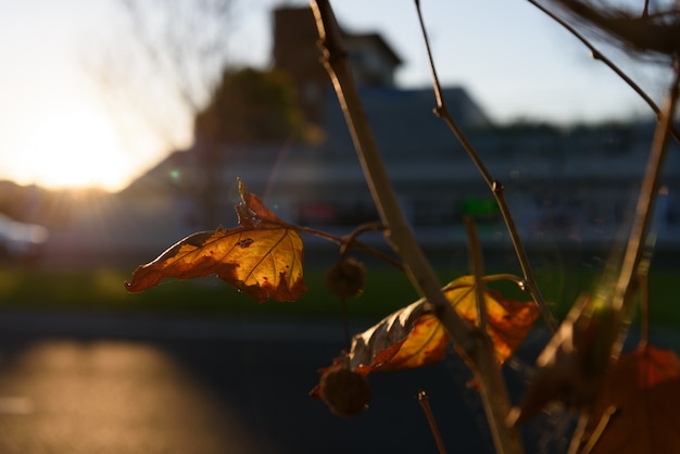 Urban scence in autumn.