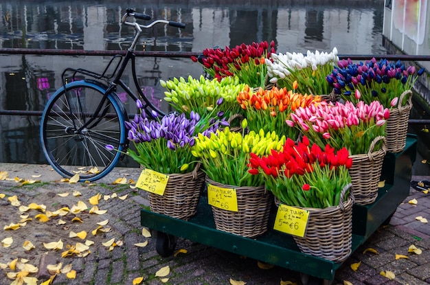 Urban scene in Amsterdam the Netherlands with beautiful multicolored tulips for sale on the canalside