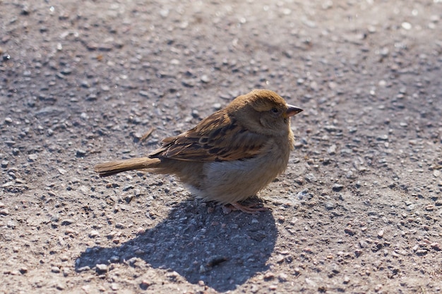 An urban sparrow on the ground in the sun.