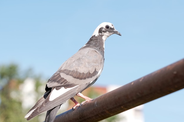 Urban wild pigeon