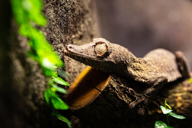 Uroplatus gecko Reptile and reptiles Amphibian and Amphibians Tropical fauna Wildlife and zoology