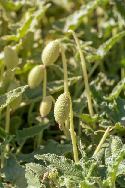 A useful medicinal plant Ecballium elaterium grows in a field on an autumn day