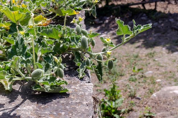 Useful plant Ecballium elaterium closeup