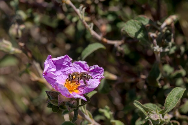 A useful shrub Cistus creticus Cistus incanus and bee collecting nectar closeup