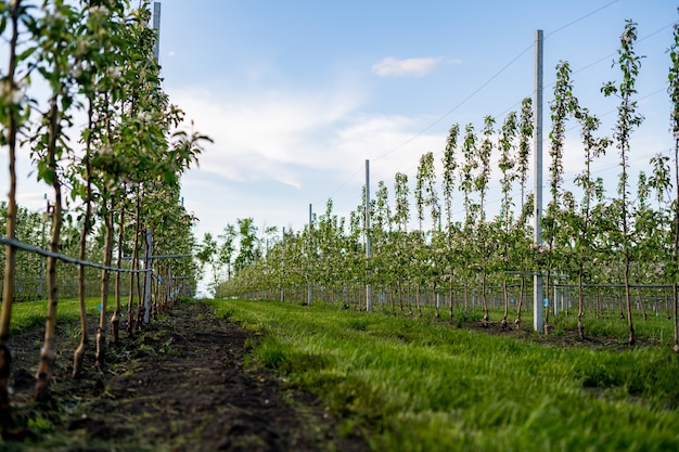 Using drip irrigation in a young apple tree garden