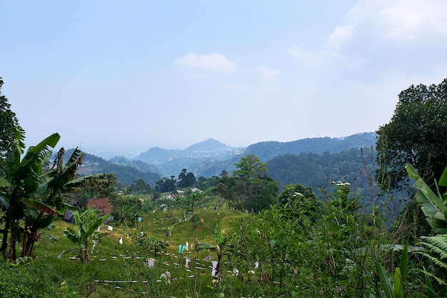 Utilize used clothes and plastic hanging in rice fields to get rid of sparrow pests