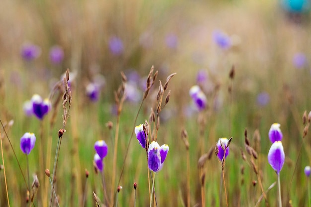 Utricularia delphinioides Is an insectivorous plant in the Wong Suoi Wanna family Herbaceous plant The flowers are bouquet of dark purple.