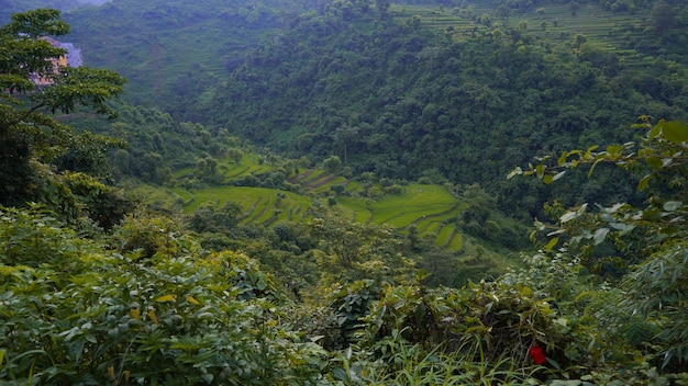 Uttarakhands green hills image hd