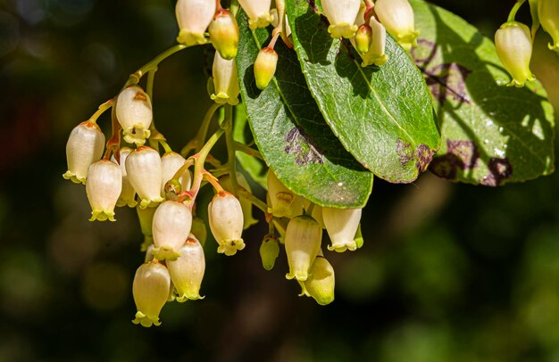 Vaccinium corymbosum high huckleberry on the healthy green plant Blueberry orchard