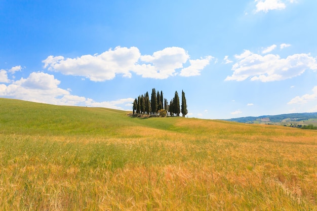 Val d'Orcia cypresses view