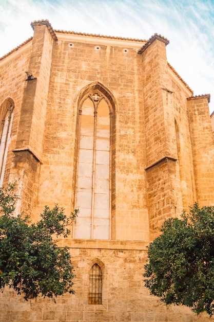 Valencia spain gothic cathedral church mini trees in flower pots on a cozy old street in the old tow