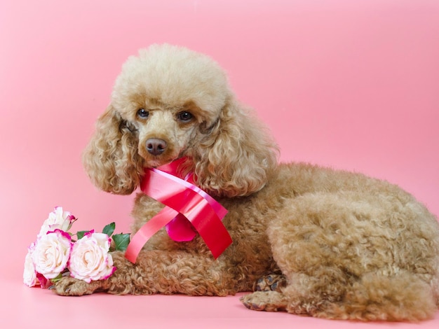 Valentine's day dog apricot poodle with a ribbon around its neck and a bouquet of pink roses on a pink background