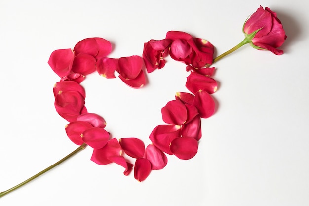 Valentine's day flowers. Pink rose flower and petals on white background with copy space, close-up