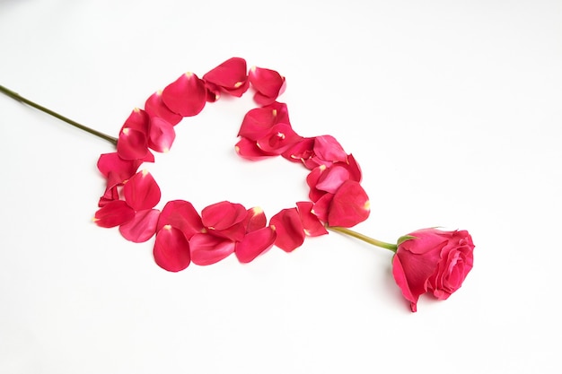 Valentine's day flowers. Pink rose flower and petals on white background with copy space, close-up