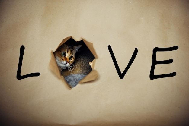 Valentine's Day greeting card. Cute kitten of British chinchilla stuck its muzzle out of a hole in craft paper with inscription "love".