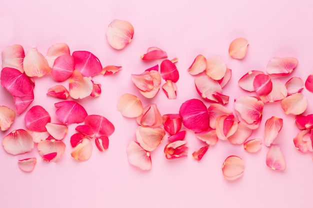 Valentine's Day. Rose flowers petals on white background. Valentines day background. Flat lay, top view, copy space.