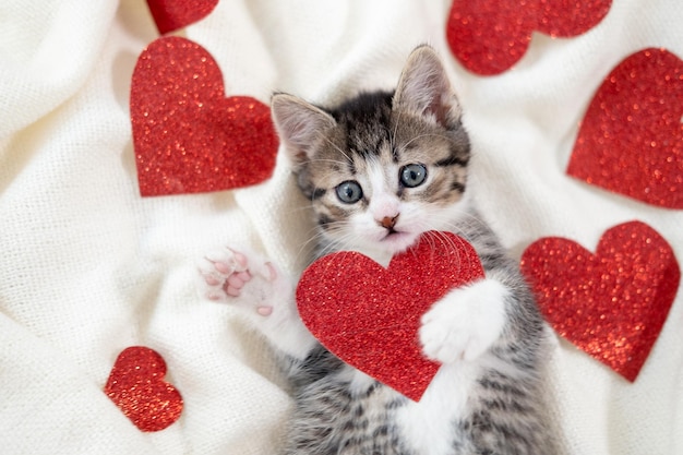 Valentines Day cat Small striped kitten playing with red hearts on light white blanket on bed looking at camera Adorable domestic kitty pets concept