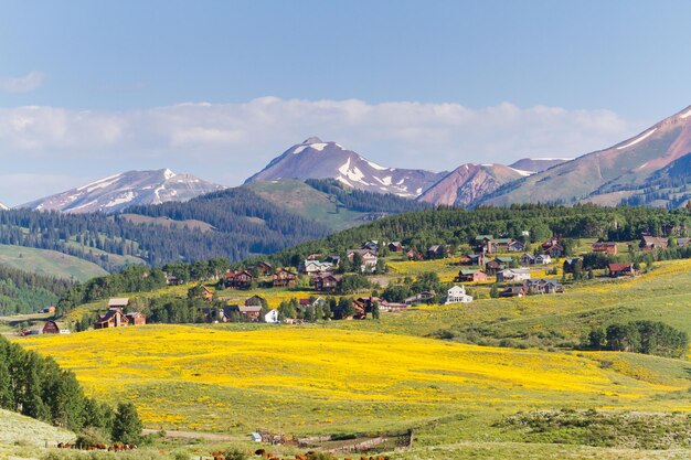 Valley covered with yellow wildflowers in Colorado.