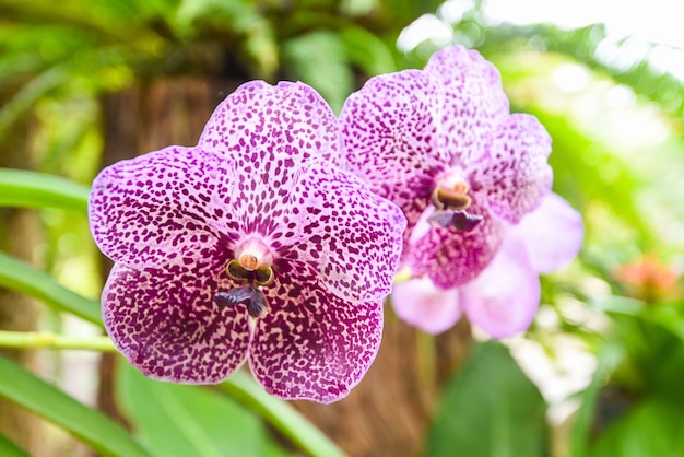 Vanda orchid with leaves