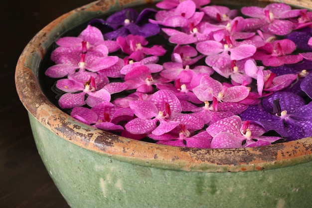 Vanda orchids flower in water