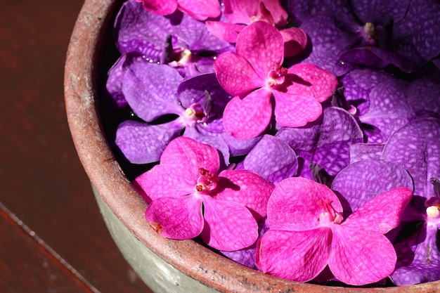 Vanda orchids flower in water