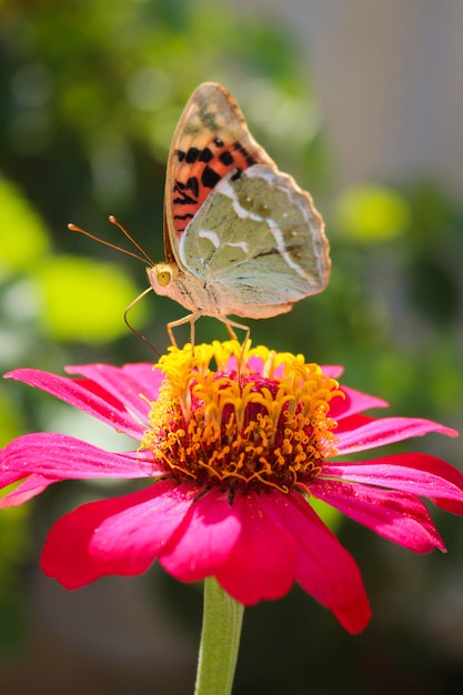  Vanessa cardui butterfly on the flower zinnia 