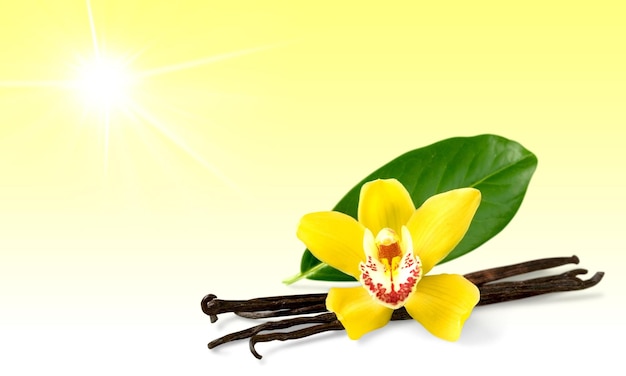 Vanilla beans with flower on light background