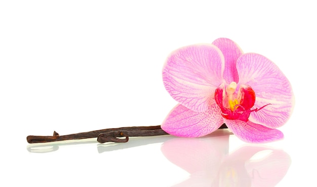 Vanilla pods with flower isolated on white