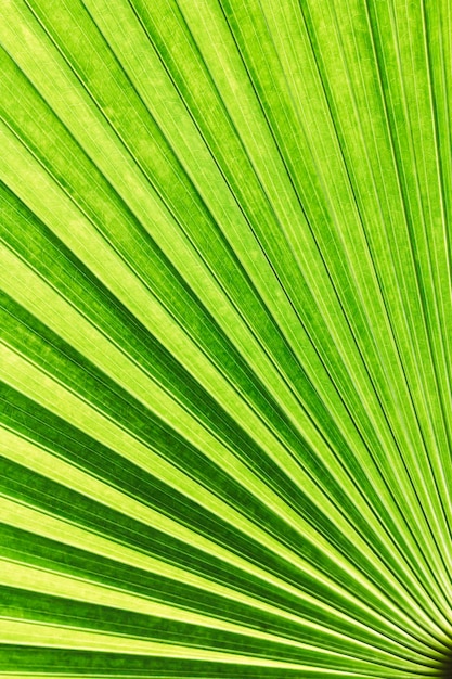 Vanuatu fan palm leaf with diagonal lines