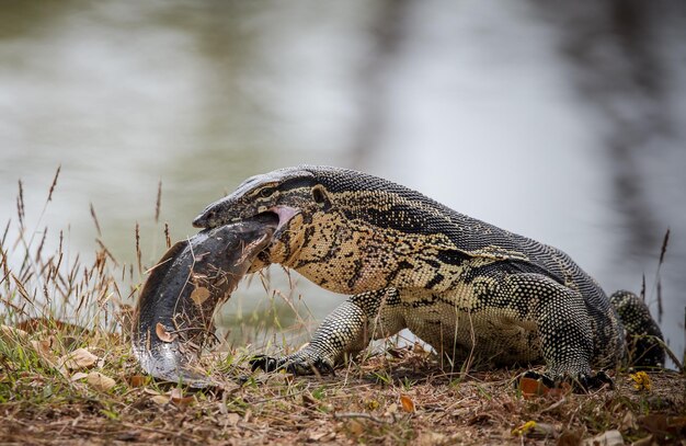 Varanus bengalesis eating catfish by the pond