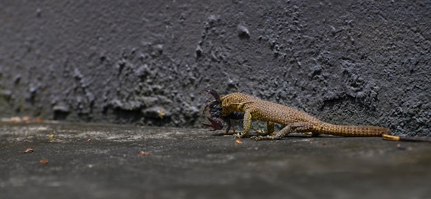 Photo varanus catch a scorpion in the mouth