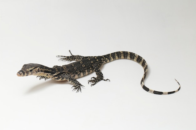 Varanus salvator   Asian Water Monitor isolated on a white 