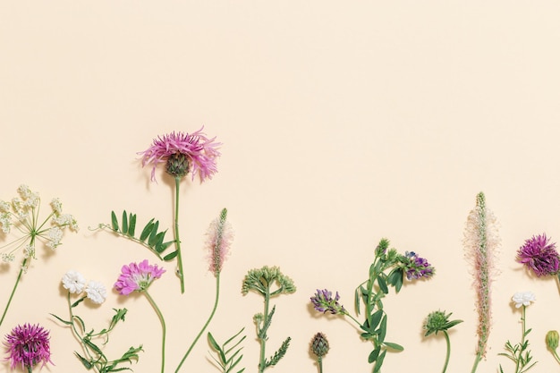 Varied forest grass and meadow flowers as stylish botanical background made natural plants