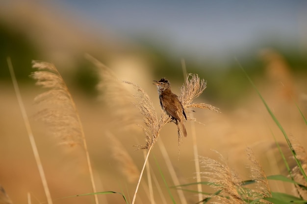 Varied great reed warbler Acrocephalus arundinaceus