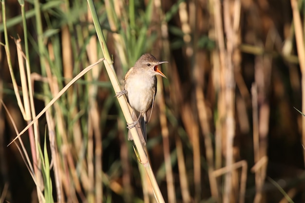 Varied great reed warbler Acrocephalus arundinaceus