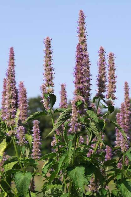 Varietal cultivated sage