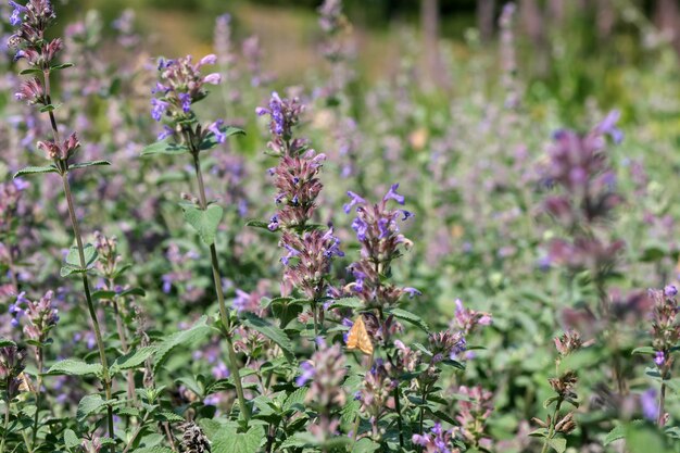 Varietal cultivated sage