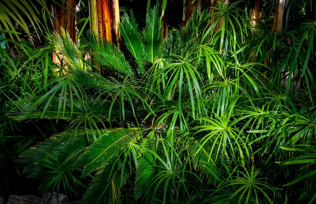 Varieties of tropical plants closeup background image