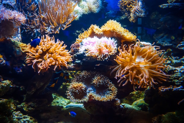 A variety of anemones in light of a large aquarium