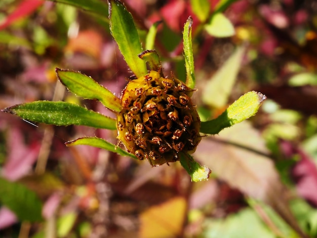 variety of autumn colors