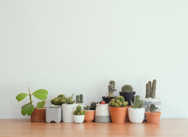 Variety of cacti and succulents on wood table