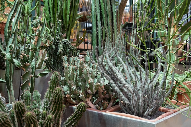 A variety of cactus plants on display at a cactus farm. Eco-friendly background in neutral colors with succulents potted plants.