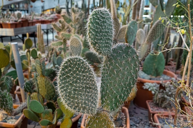 A variety of cactus plants on display at a cactus farm. Eco-friendly background in neutral colors with succulents potted plants.