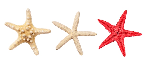 Variety Caribbean beige and red starfish Dried sea starfishes isolated on white background top view