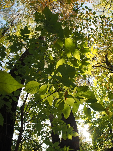 Photo variety of colors of the autumn forest